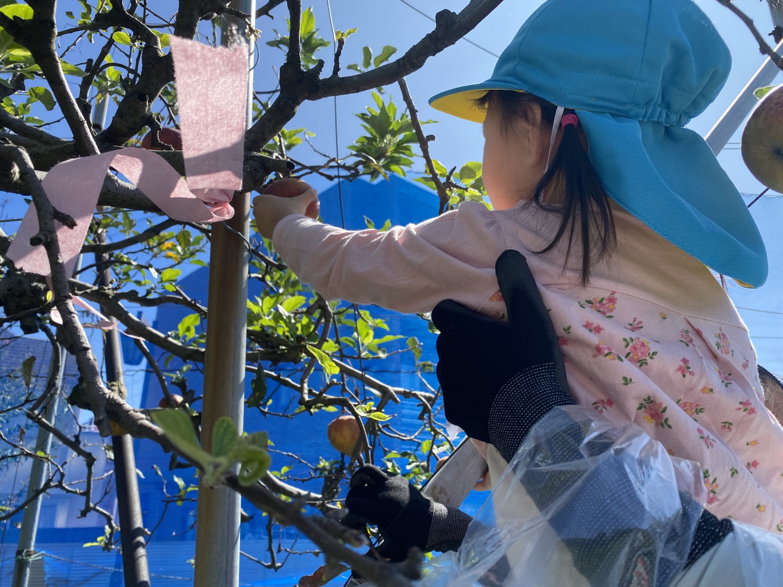 みんな大好きりんご狩り🍎