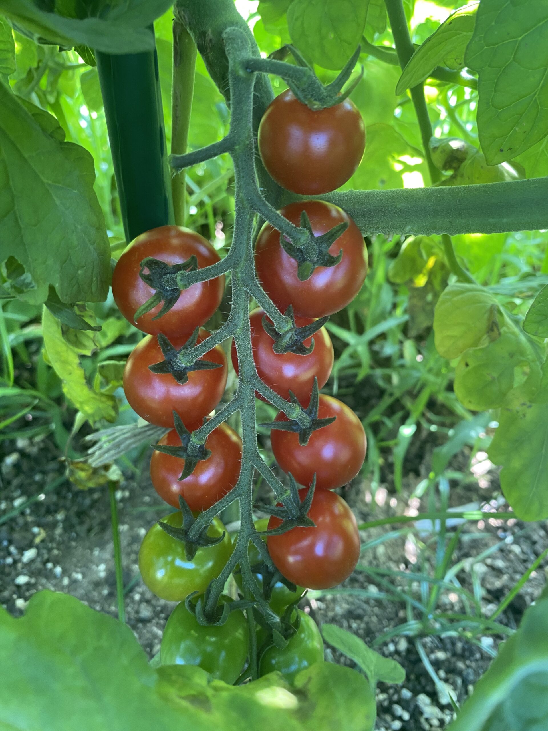 〈令和7年度〉5歳児ゆず組でミニトマトを育てました🍅