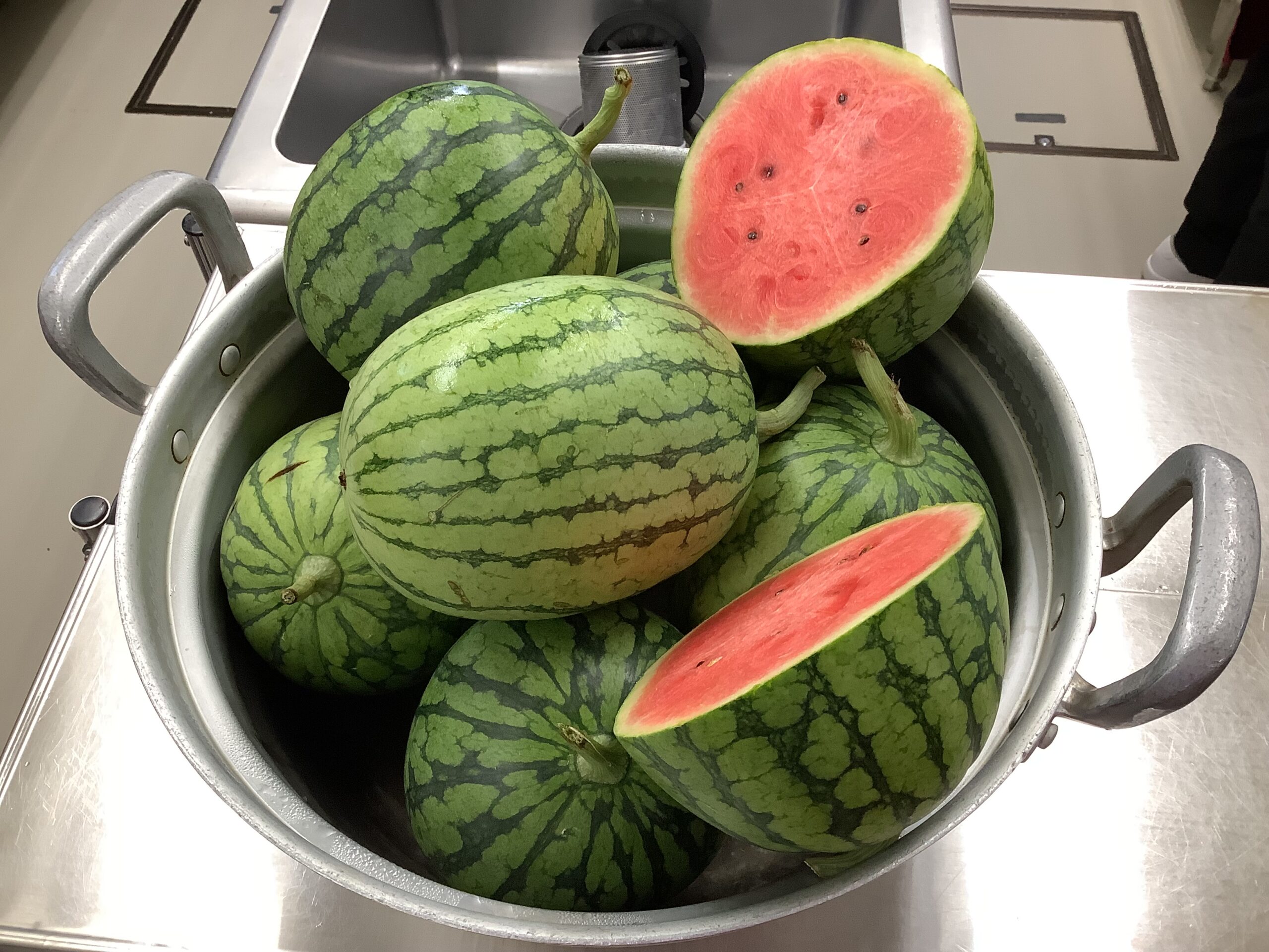 スイカの成長🍉