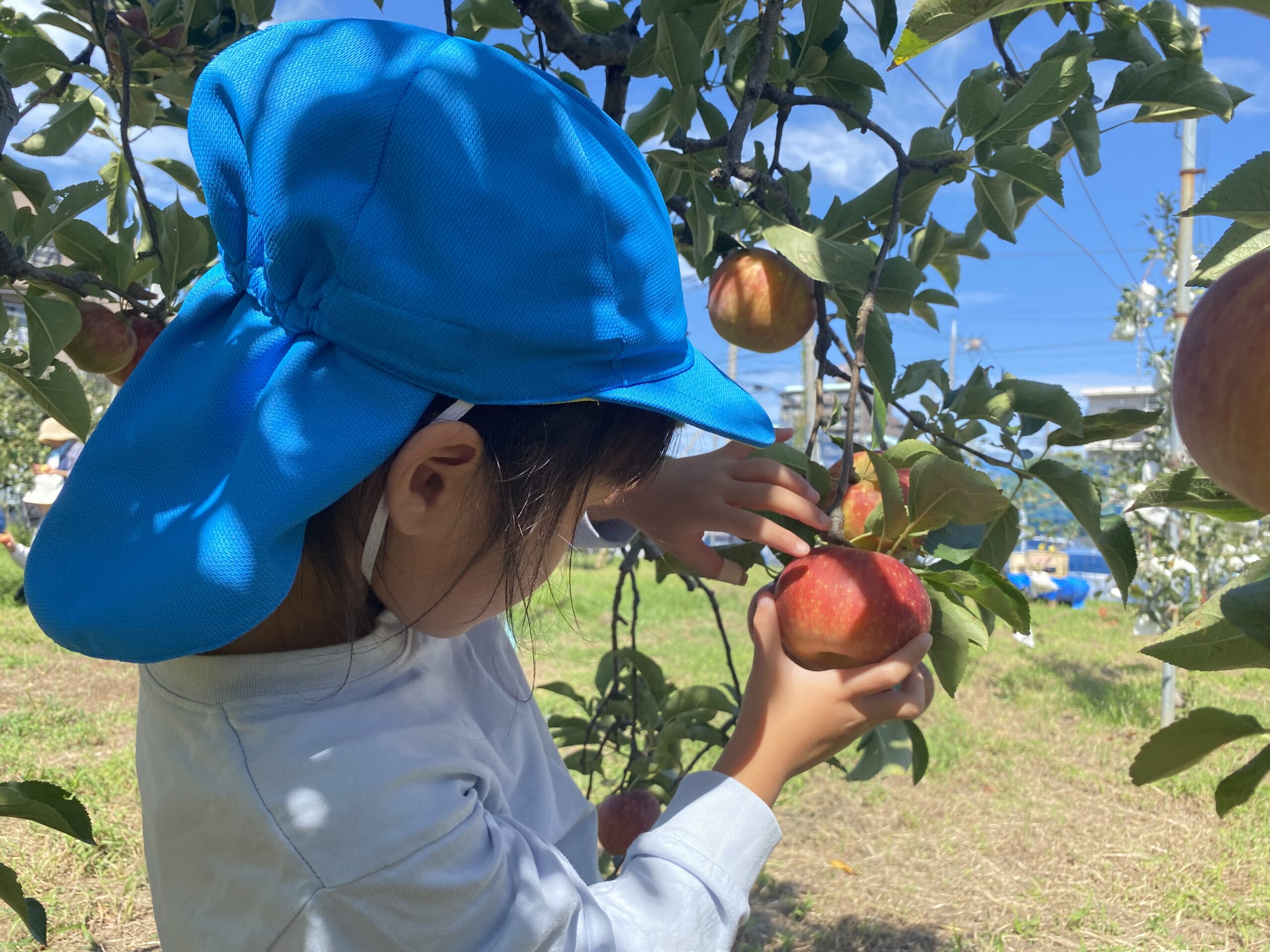 りんご狩り🍎